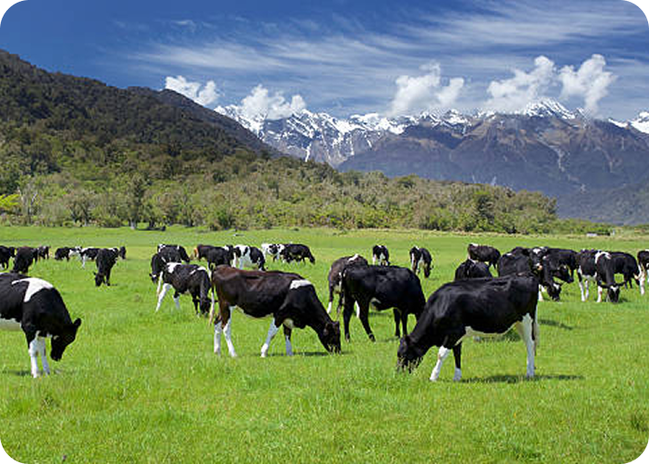 Indian Dairy Vending Machine